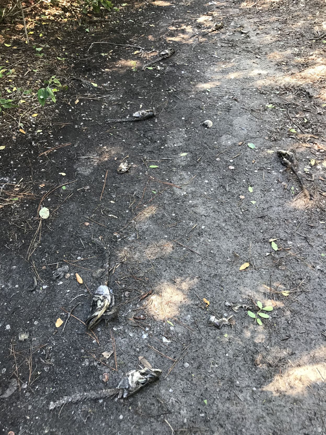 Dead fish on path in Alumni Grove